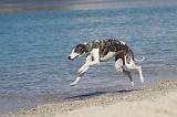 WHIPPET 223